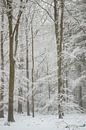 Snowy forest by Danielle Bosschaart thumbnail
