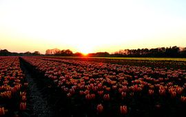 Tulpen von Simon E