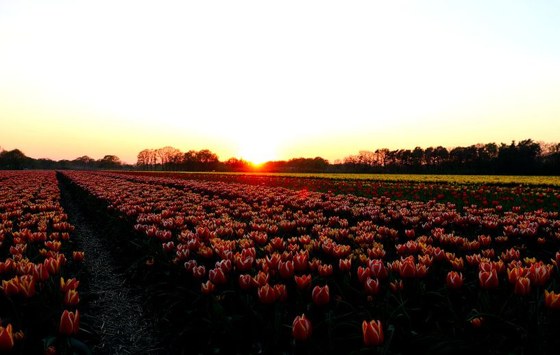 Tulips by Simon E