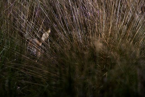 Ree tussen het pijpenstrootje