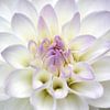 fleur de dahlia sur Thomas Jäger