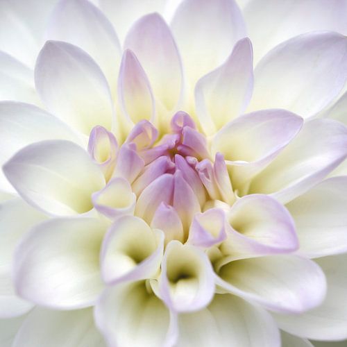 dahlia blossom