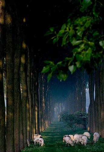 Nederlands landschap met koeien in avondlicht.