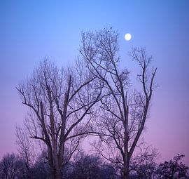 Morgenmond von Vladimir Fotografie