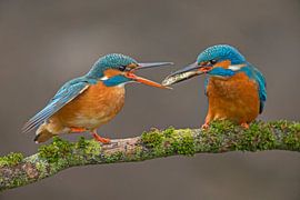 Fischübertragung Eisvögel im Wurf von Jeroen Stel