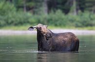 Moose cow eating water plants in Lake Glacier National Park in Montana, USA by Frank Fichtmüller thumbnail