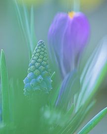 Spring Glow by Studio Liefkoos