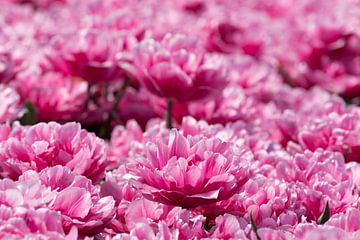 een veld met lila gekleurde tulpen van W J Kok