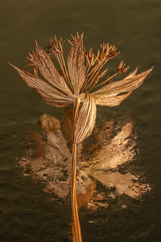 Warme kleuren van een gedroogde bloem met een abstracte reflectie