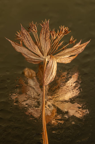 Warm colours of a dried flower with an abstract reflection