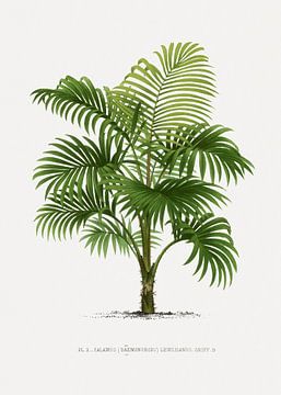 Palmplant | Calamus (Daemonorops) lewisianus.j van Peter Balan