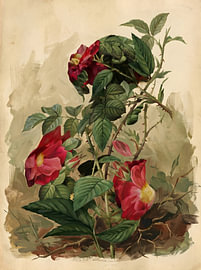 Rote Blumen von HUGO