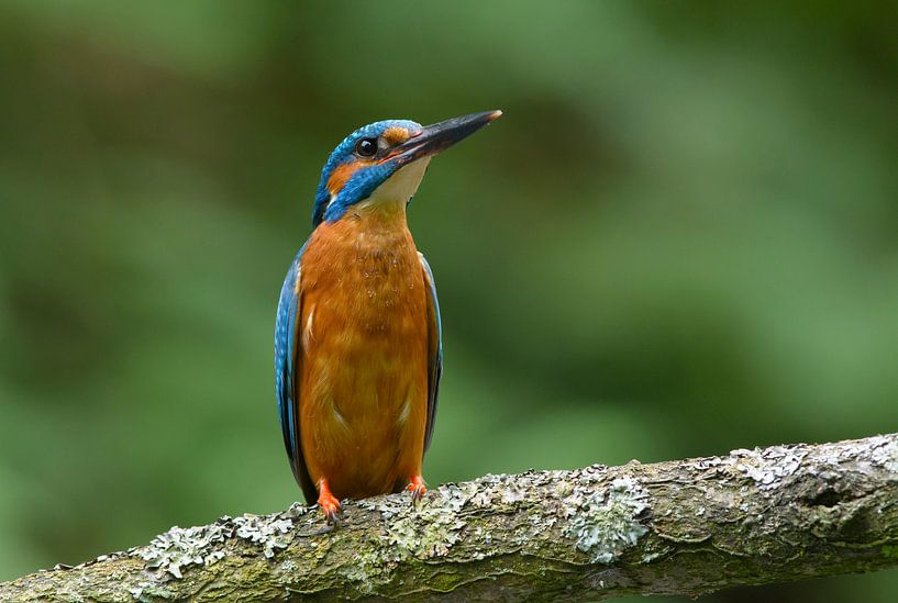 Watchful Kingfisher by Remco Van Daalen