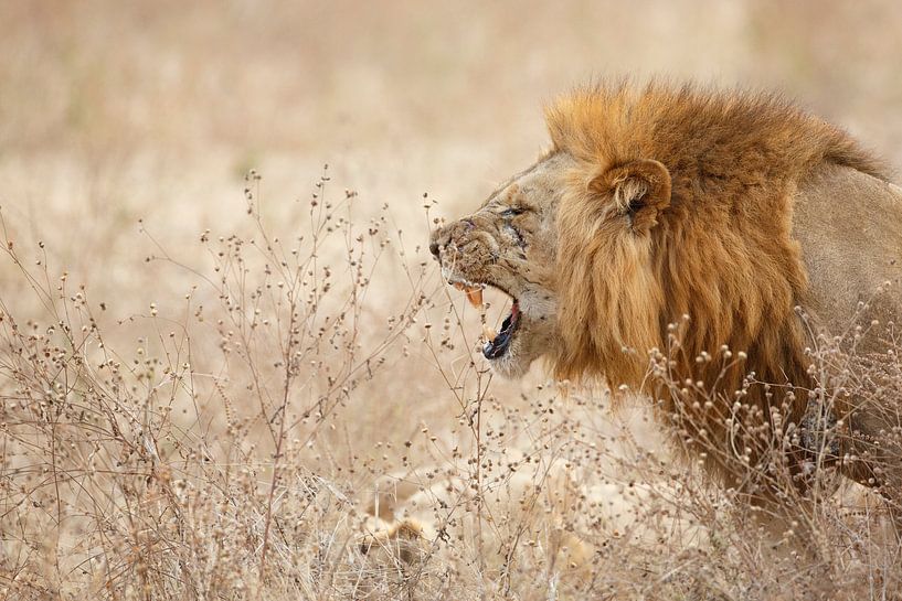 Le lion qui grogne sur Anja Brouwer Fotografie