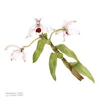 Botanical watercolor Dendrobium nobile, orchid