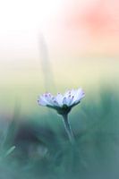 Marguerite en fleurs