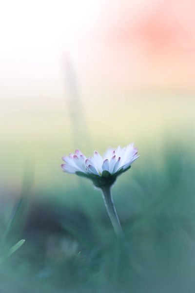 Gänseblümchen in Blüte von Sem Viersen