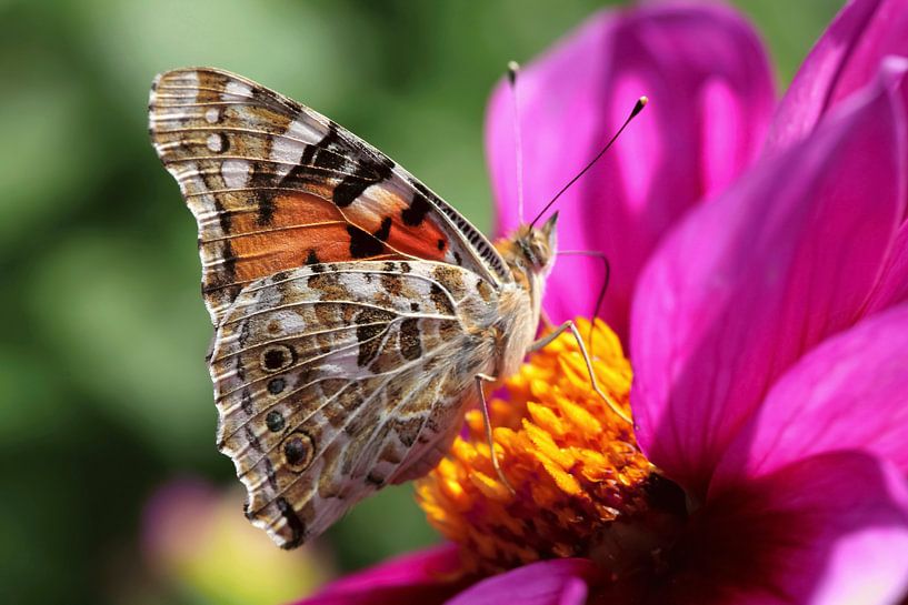 Butterfly by Thomas Jäger