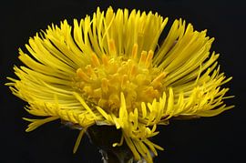 Kleines Hufeisen von Huub Westendorp