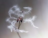 Woodland vine (clematis vitalba)