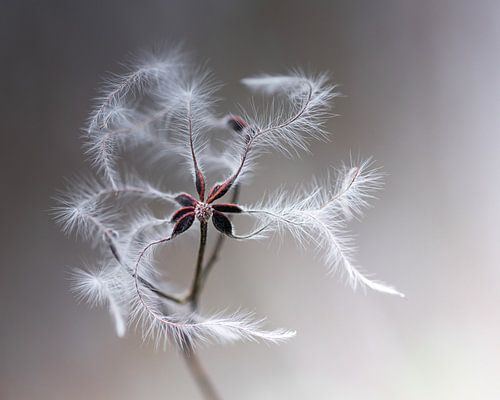 Waldkranich (Clematis vitalba) von Maxime van der Klis