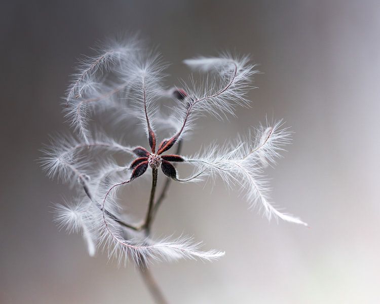 Woodland vine (clematis vitalba) by Maxime van der Klis