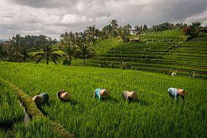 Arbeiders in rijstveld Bali van Ellis Peeters