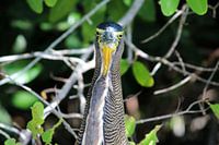 Mexican Tiger Bittern