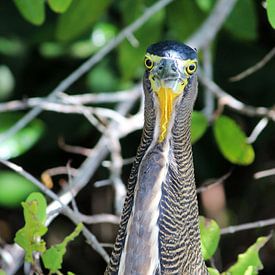 Mexican Tiger Bittern by Berg Photostore