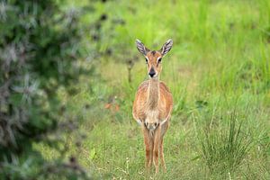 Oribi (Ourebia Ourebi), Uganda