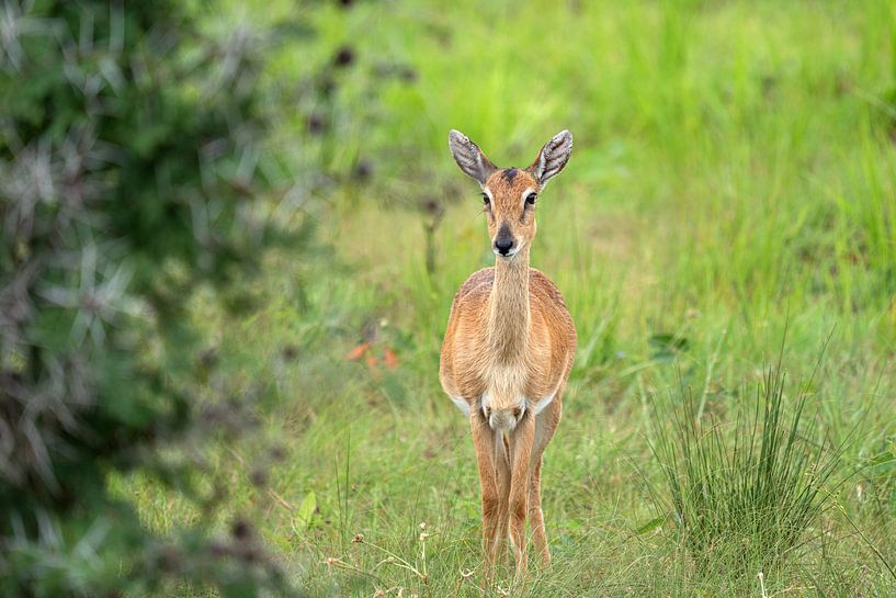 Oribi (Ourebia Ourebi), Ouganda par Alexander Ludwig
