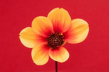 Amour pour les dahlia's Sunshine Moonfire sur Cindy Mulder