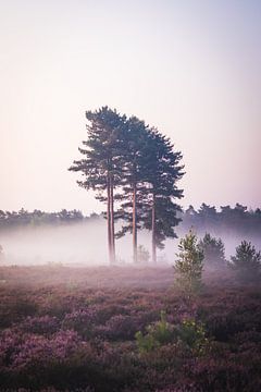 Bomen in de mist van Thijs Pausma