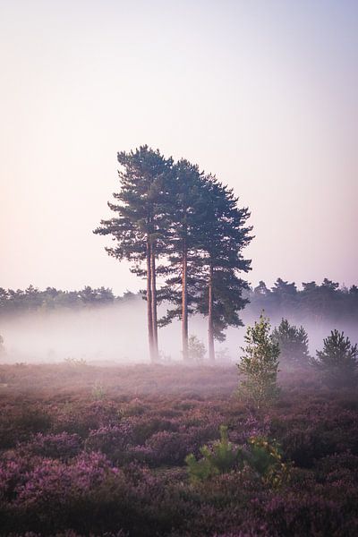 Bäume im Nebel von Thijs Pausma