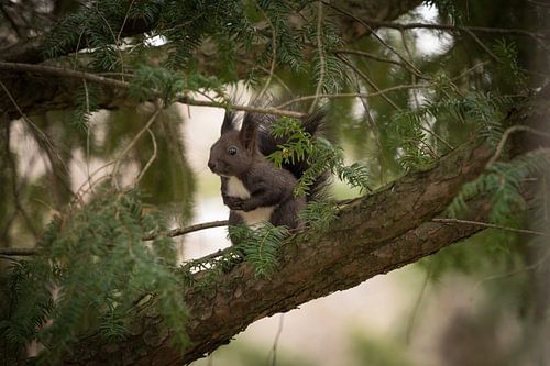 Een eekhoorn zit in een boom in Jena, Duitsland