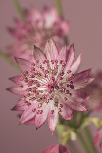 Serene pink elegance – A botanical close-up of an Old Rose Zeeland Aster (Astrantia)