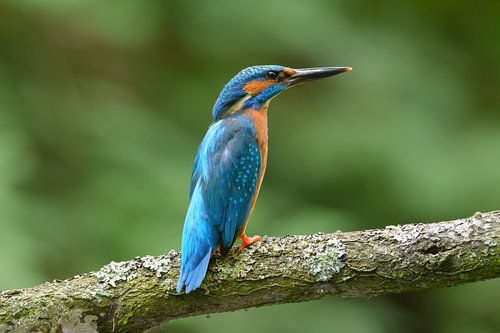 Threatening pose Kingfisher