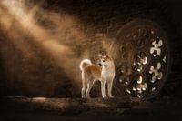 In the dust of time