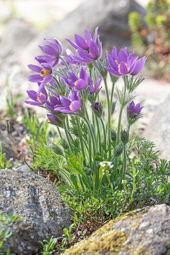 Cowbells by the wayside