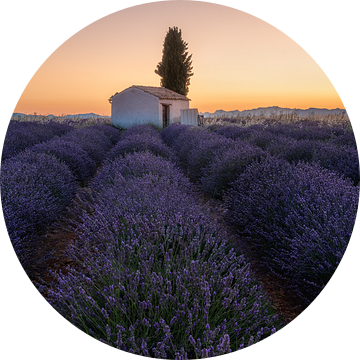 Veld met lavendel in Frankrijk met schuurtje voor de zonsopgang. van Voss Fine Art Fotografie
