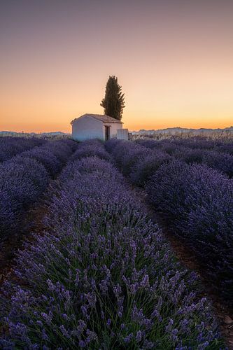Veld met lavendel in Frankrijk met schuurtje voor de zonsopgang.