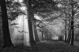 Jacob’s ladders amongst the trees