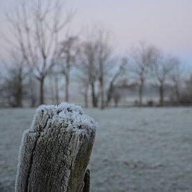frost in the Netherlands sur Fraukje Vonk