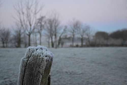 frost in the Netherlands by Fraukje Vonk