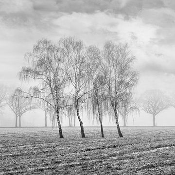 Winterlandschaft mit schönen Bäumen in nebligen field_1 von Tony Vingerhoets