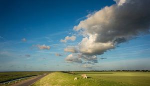 Schapen op de Waddendijk (Panorama) van Bo Scheeringa Photography