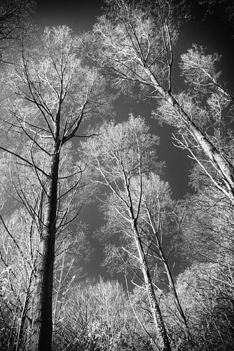 Bomen die reiken naar de hemel Infraroodfotografie van Hidden Light Gallery