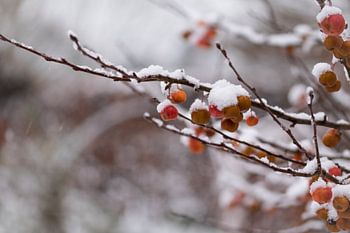 neige sur la pomme de crabe