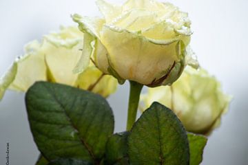 Rosen auf dem Ehrenfriedhof in Loenen