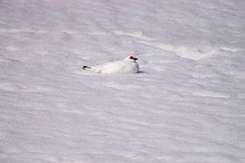 Spitsbergen Snow grouse by Merijn Loch